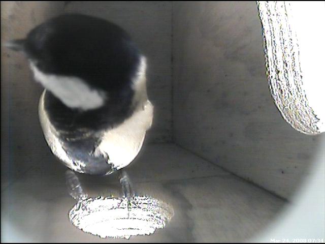 Great Tit Checks out the box