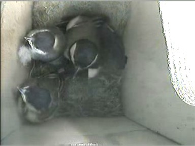 The day they Fledged