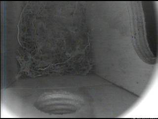 Nest building Continues