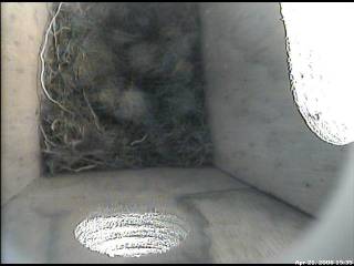 Nest building Continues