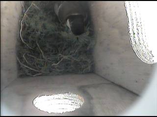 Nest building Continues