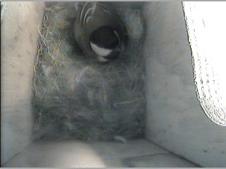 Female Roosting in the nest Box